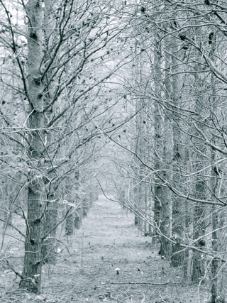 Illustration for article titled Shooting Challenge: Gray Winter